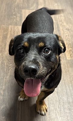 Opelousas, La - Rottweiler Dachshund. Meet Chief A Pet For Adoption 