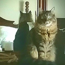 Photo of Biscuit
