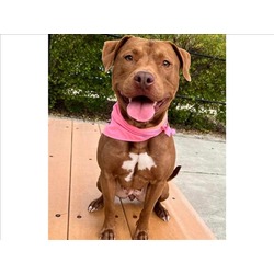 Photo of *CHERRY