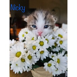 Photo of Nicky