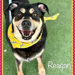 Thumbnail photo of REAGAN #1