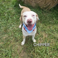 Thumbnail photo of Chipper #2