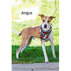 Thumbnail photo of Angus #1