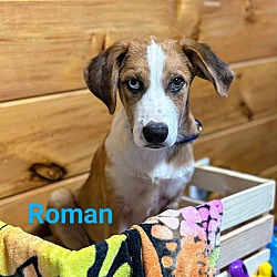 Thumbnail photo of Roman #2