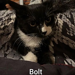 Thumbnail photo of Bolt #1