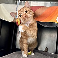adopt a pet