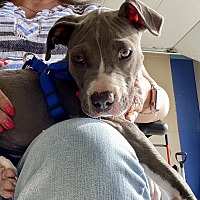adopt a pet