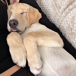 Maple