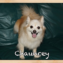 Thumbnail photo of Chauncey #1