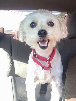 play arts fullmetal alchemist