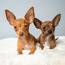 Thumbnail photo of Sonny & Cher - Bonded Puppies #2