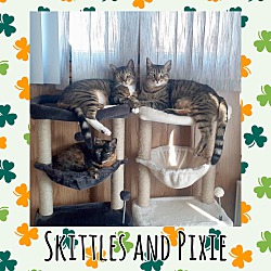 Thumbnail photo of Skittles and Pixie #4