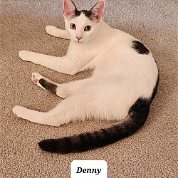 Thumbnail photo of Denny ADULT MALE Sponsored! #3