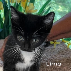 Thumbnail photo of Lima #2