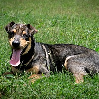 adopt a pet