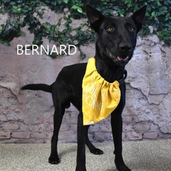 Thumbnail photo of Bernard #1