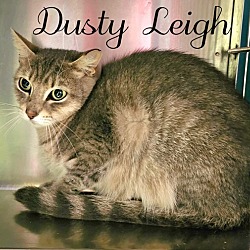 Thumbnail photo of Dusty Leigh #2