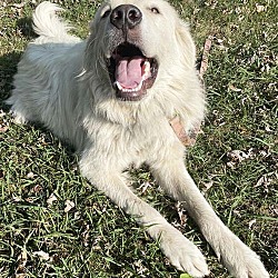 Thumbnail photo of Casper in TN - The Friendly & Gentle Pyr! #3