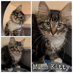 Thumbnail photo of Miss Kitty #1