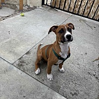 adopt a pet