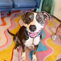 adopt a pet