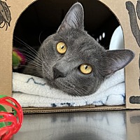 adopt a pet