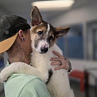 adopt a pet