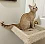 GRILLY IDOL - Domestic Shorthair available for adoption