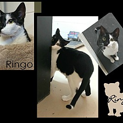 Thumbnail photo of RIngo #3