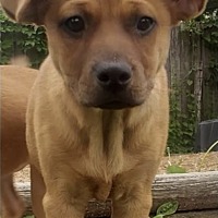 adoptapet