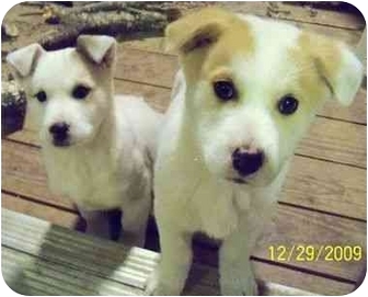 mutt puppies for adoption