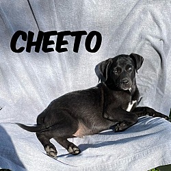 Thumbnail photo of Cheeto #1