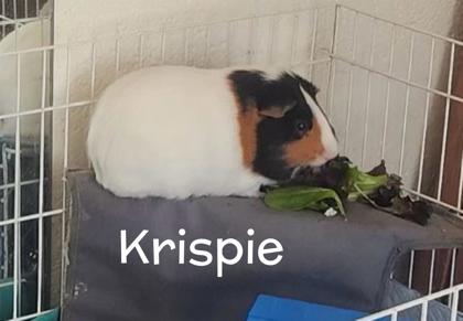 Photo of Krispie
