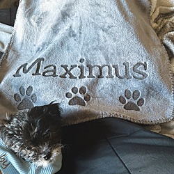 Thumbnail photo of Maximus #4