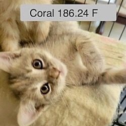 Photo of Foster Coral