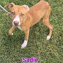 Thumbnail photo of Sadie #1