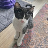 adopt-pet