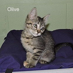 Thumbnail photo of Olive #4