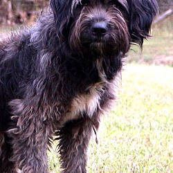 Thumbnail photo of Rosco~adopted! #3