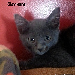 Thumbnail photo of Claymore #3