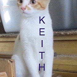 Thumbnail photo of KEITH-adopted 3-10-18 #2