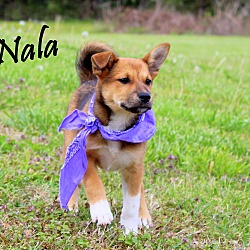 Thumbnail photo of Nala ~ meet me! #2