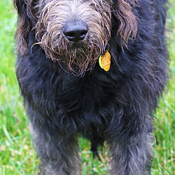 Thumbnail photo of WRIGLEY(OUR SWEET "DOODLE"!! #4