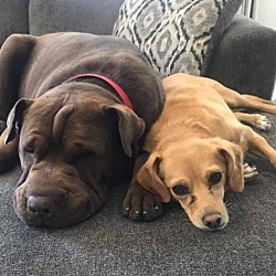 bonded pet photo