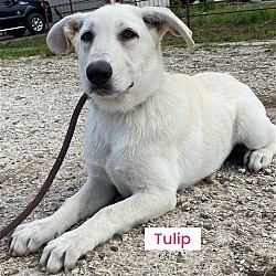 Photo of Tulip (in foster)