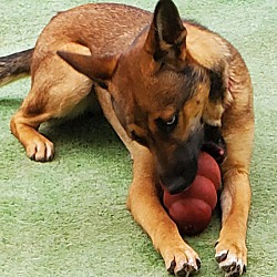 El Cajon, Ca - Belgian Malinois Australian Shepherd. Meet Estrella A 