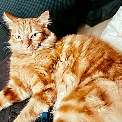 Photo of CAT-Mac