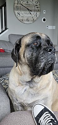 Rosemount, MN - English Mastiff. Meet Rosie a Pet for Adoption ...