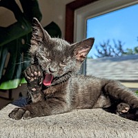 adopt a pet
