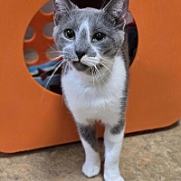 adopt a pet
